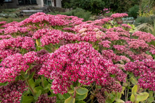 10 EMPEROR'S WAVE SEDUM Red Upright Telephium Succulent Stonecrop Flower Hylotelephium Seeds