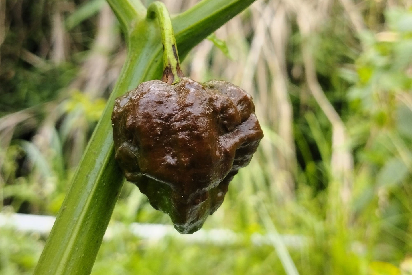 10 Chocolate CAROLINA REAPER PEPPER World's Hottest Capsicum Chinense Hot Brown Chili Vegetable Seeds