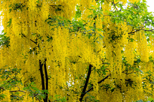 10 GOLDEN CHAIN TREE Goldenchain Laburnum Anagyroides Yellow Flower Seeds