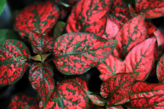 10 Dwarf RED POLKA DOT PLANT Splash Select Hypoestes Phyllostachya Flower Houseplant Seeds