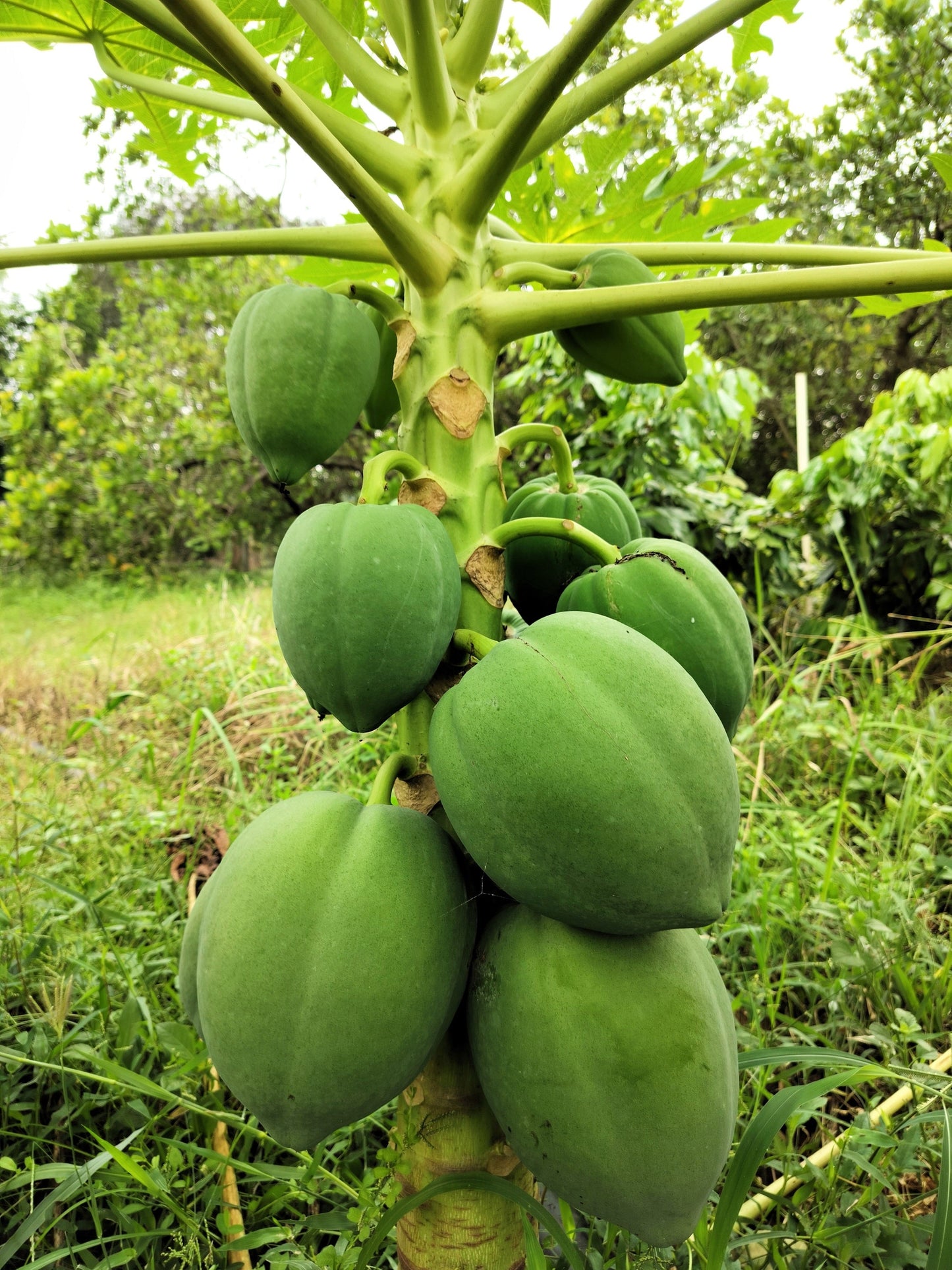 10 DWARF WAIMANALO PAPAYA Solo Hawaiian Carica Fruit Tree Houseplant Seeds