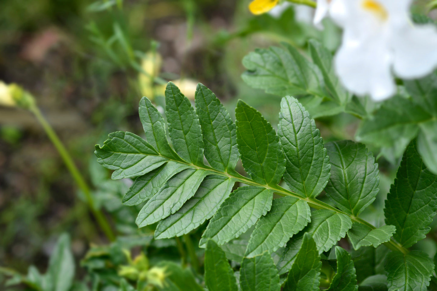 10 Cheron PINK HARDY GLOXINIA Incarvillea Delavayi Flower Seeds