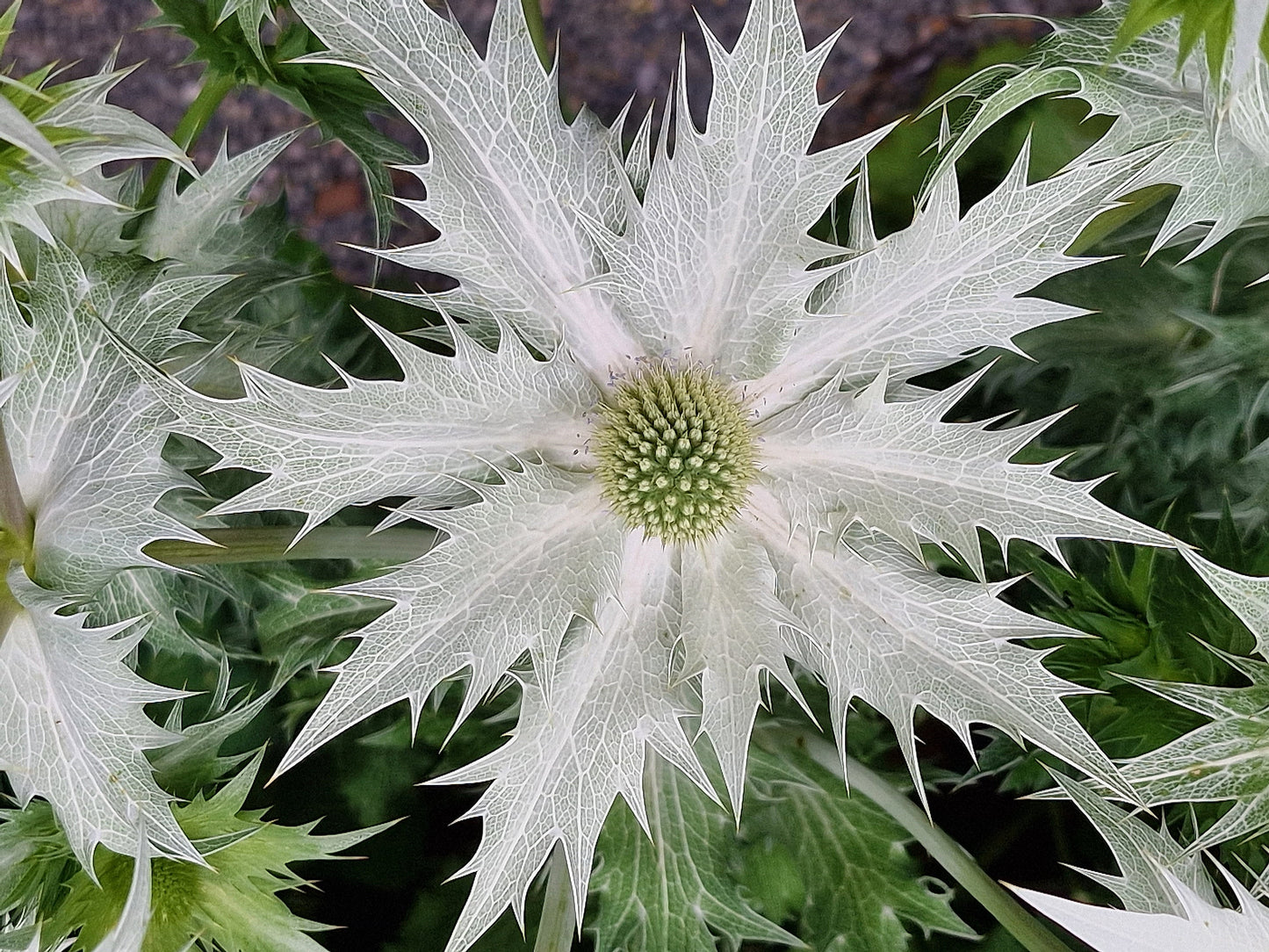 10 Giant SILVER SEA HOLLY Eryngium Giganteum Miss Willmott's Ghost Flower Seeds