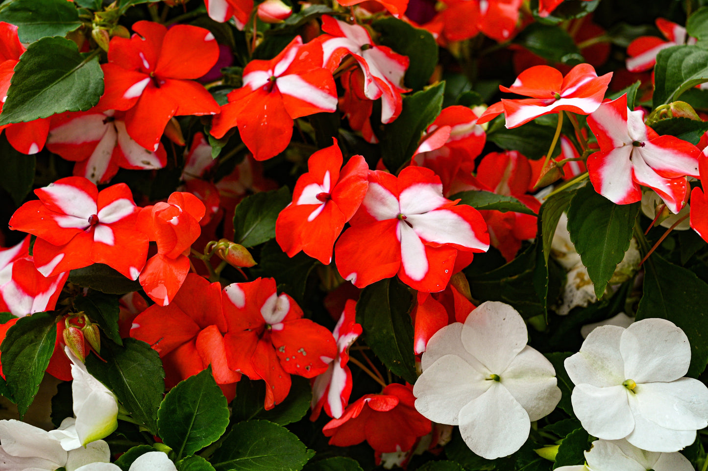 10 DWARF RED STAR IMPATIENS Walleriana Red & White Shade Flower Seeds
