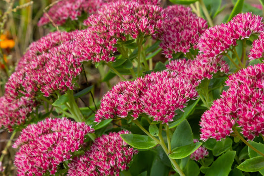 10 EMPEROR'S WAVE SEDUM Red Upright Telephium Succulent Stonecrop Flower Hylotelephium Seeds