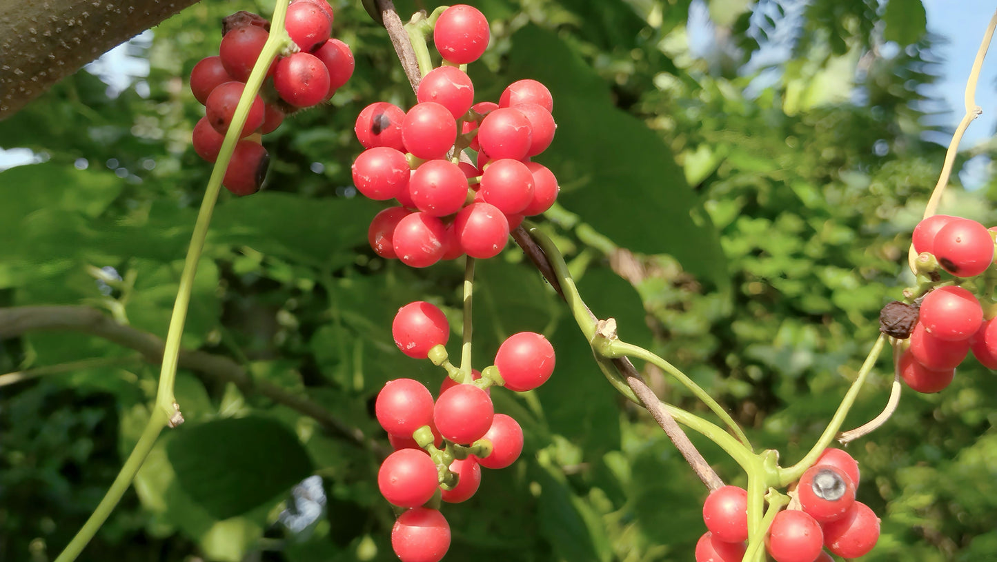 10 CAROLINA MOONSEED Snailseed / Coralbeads Flower Vine Cocculus Carolinus Seeds