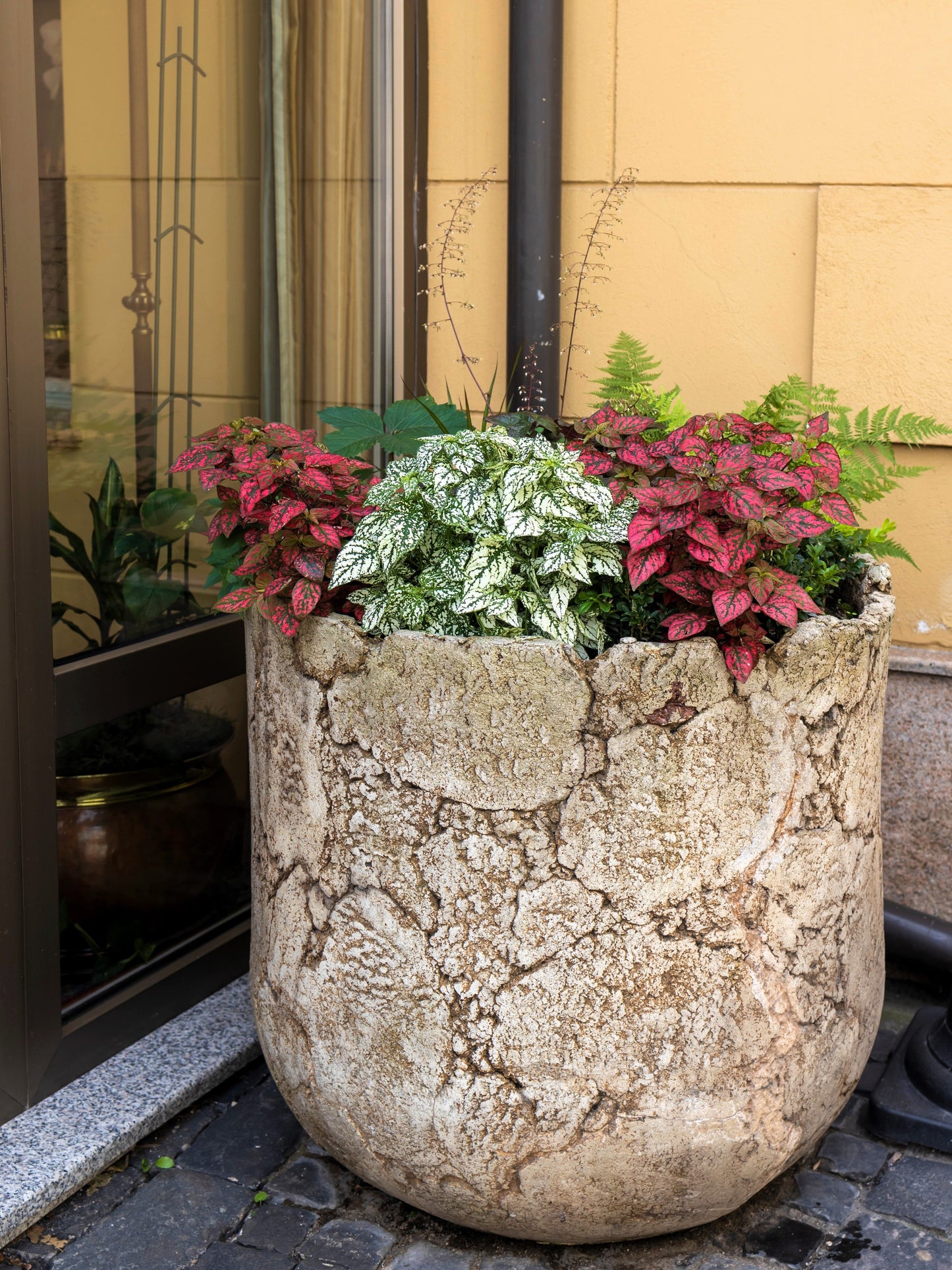 10 Dwarf Mixed Colors POLKA DOT PLANT Red Pink White Rose Splash Select Hypoestes Phyllostachya Flower Houseplant Seeds