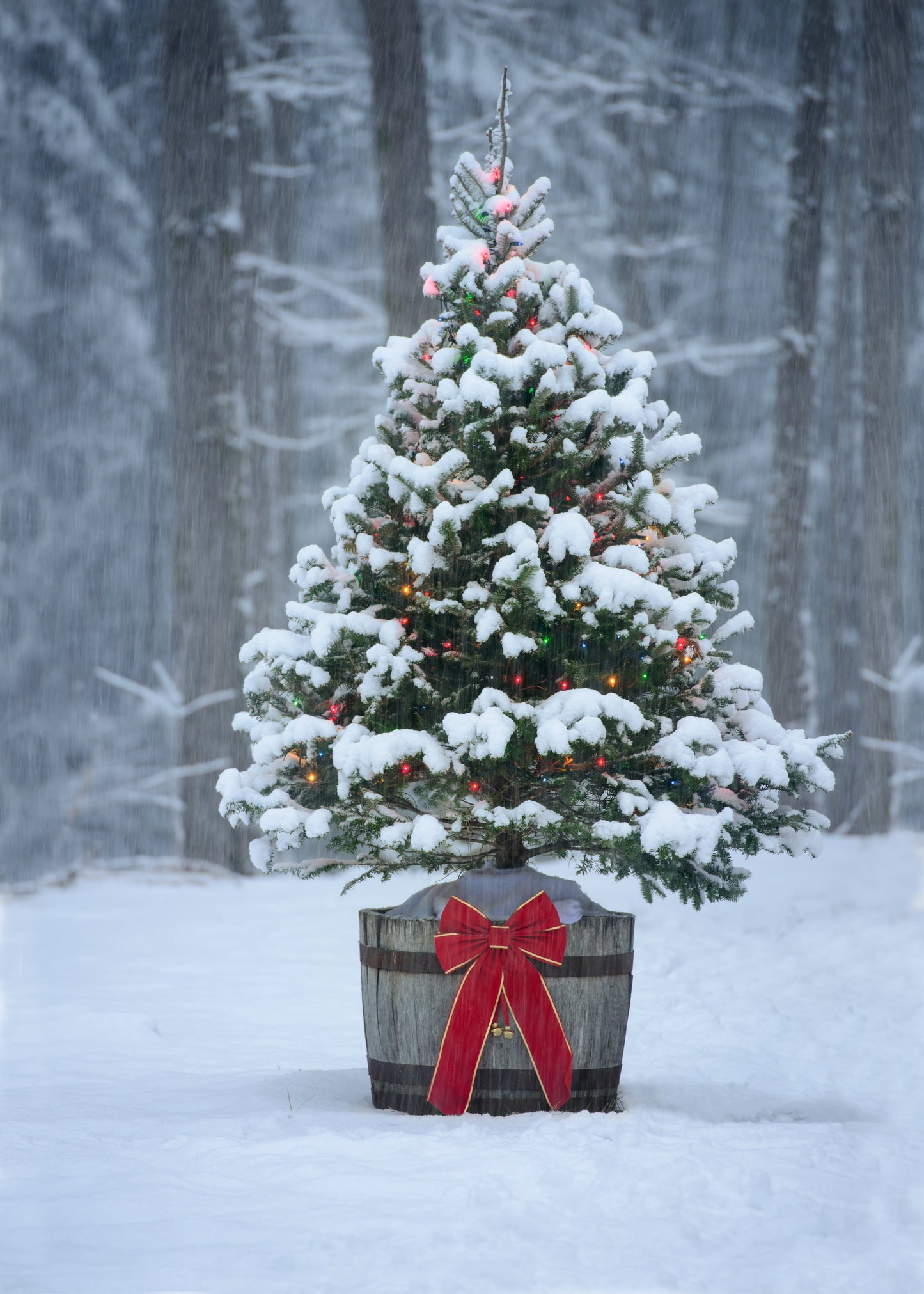 Grow Your Own CHRISTMAS TREE - Balsam Fir ( Abies Balsamea ) Gift Packet of Tree Seeds