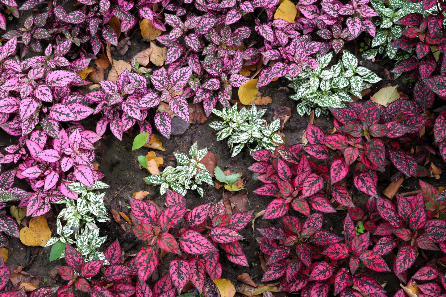 10 Dwarf Mixed Colors POLKA DOT PLANT Red Pink White Rose Splash Select Hypoestes Phyllostachya Flower Houseplant Seeds