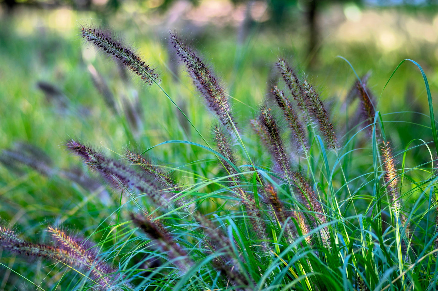 10 Dwarf BLACK FOUNTAIN GRASS Pennisetum Alopecuroides Viridescens Hardy Ornamental Seeds