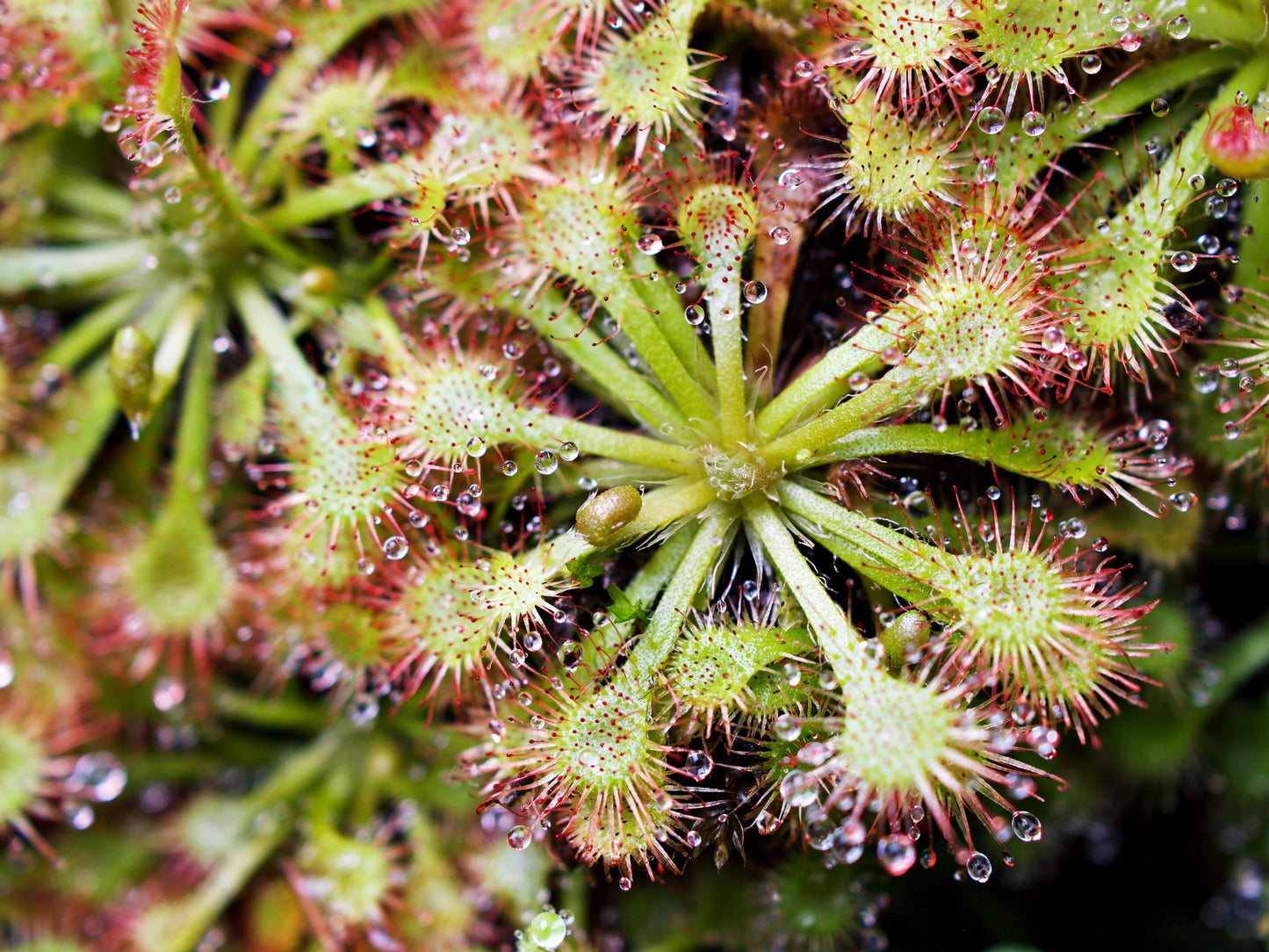 10 CARNIVOROUS SUNDEW PLANT Drosera Flower Seeds