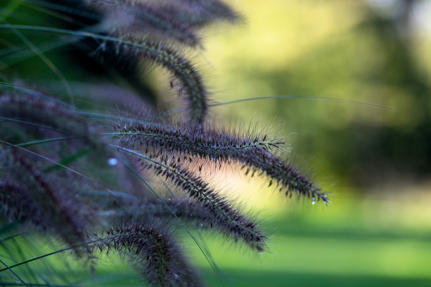10 Dwarf BLACK FOUNTAIN GRASS Pennisetum Alopecuroides Viridescens Hardy Ornamental Seeds