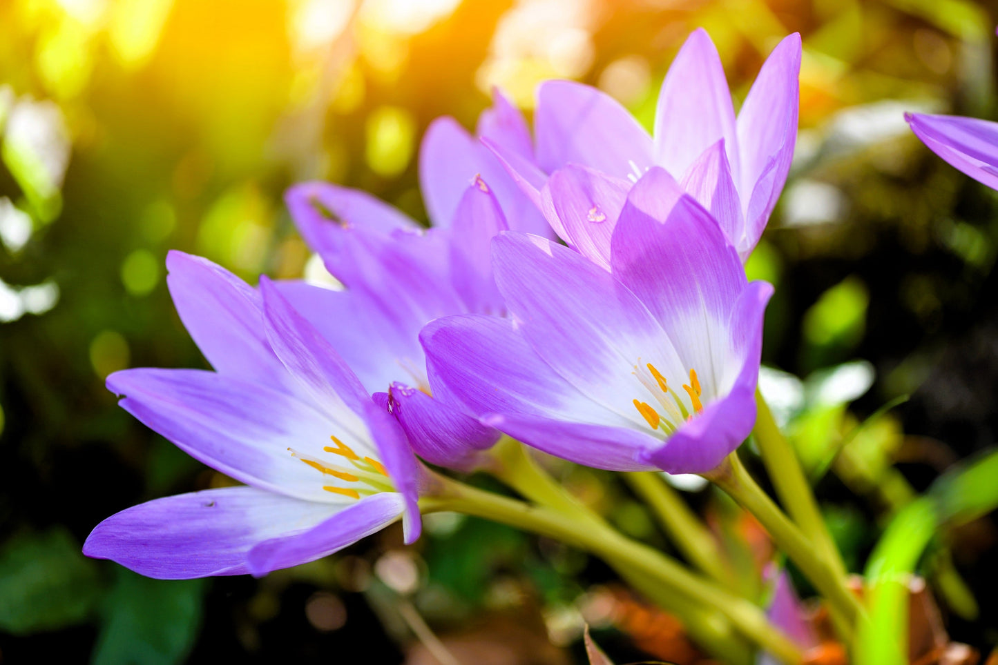 10 AUTUMN CROCUS Colchicum Autumnale Meadow Saffron Flower Seeds