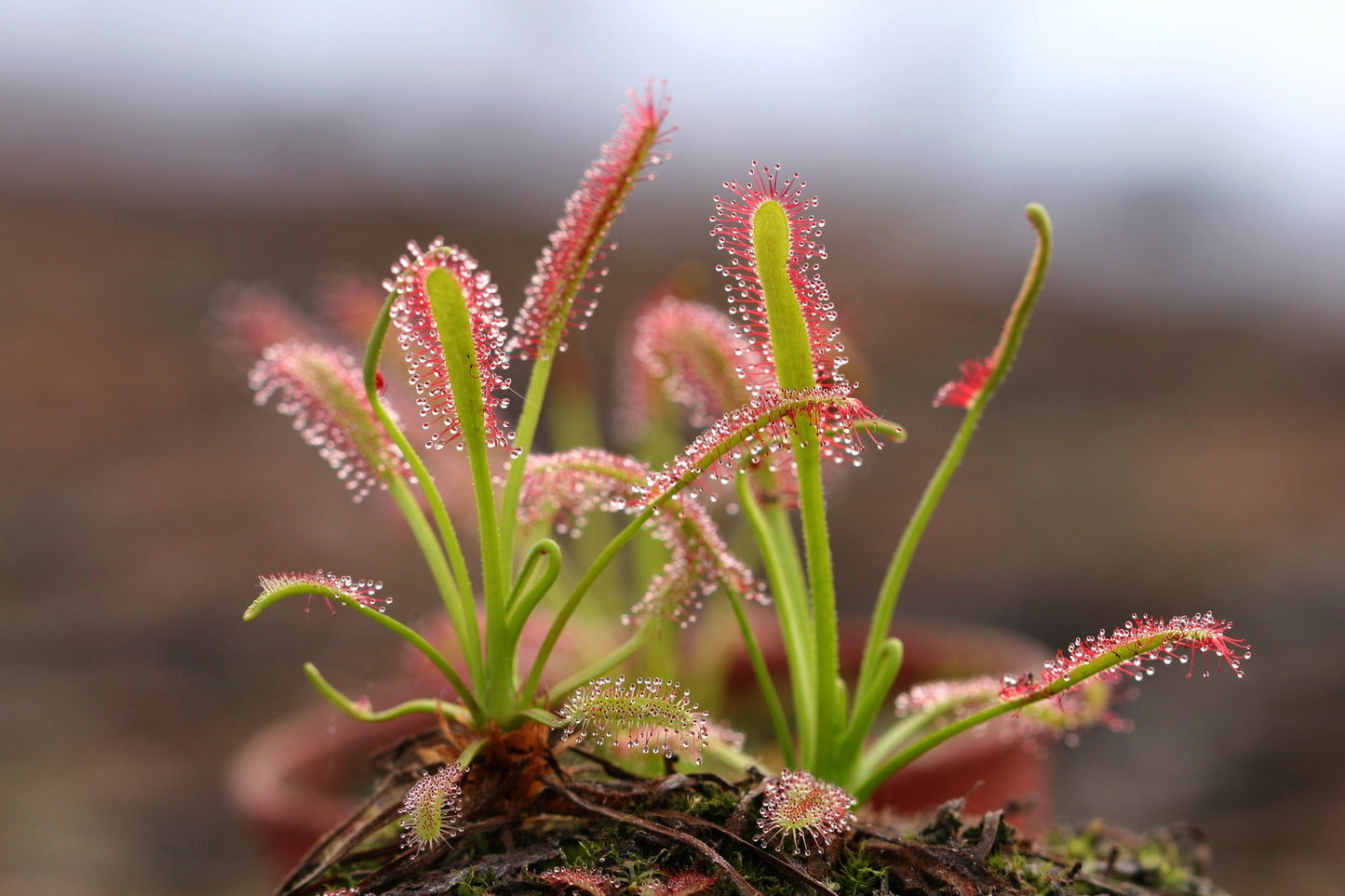 10 CARNIVOROUS SUNDEW PLANT Drosera Flower Seeds