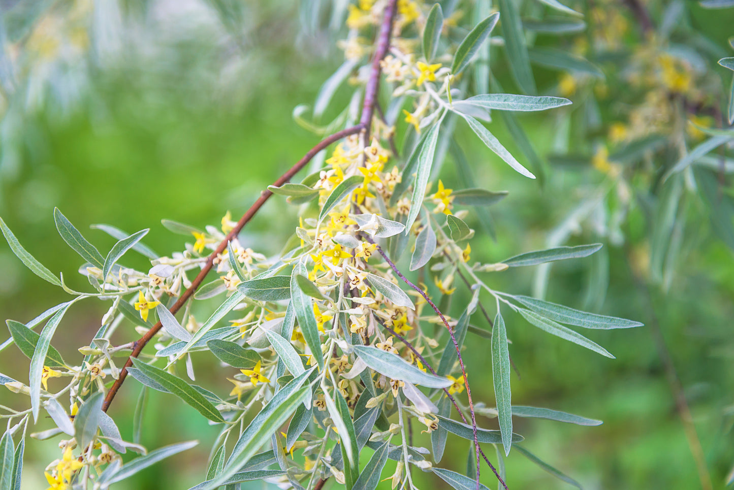 10 AMERICAN SILVERBERRY Elaeagnus Commutata aka Wolf Willow Wolfberry Wild Olive Berry Fruit Shrub Seeds