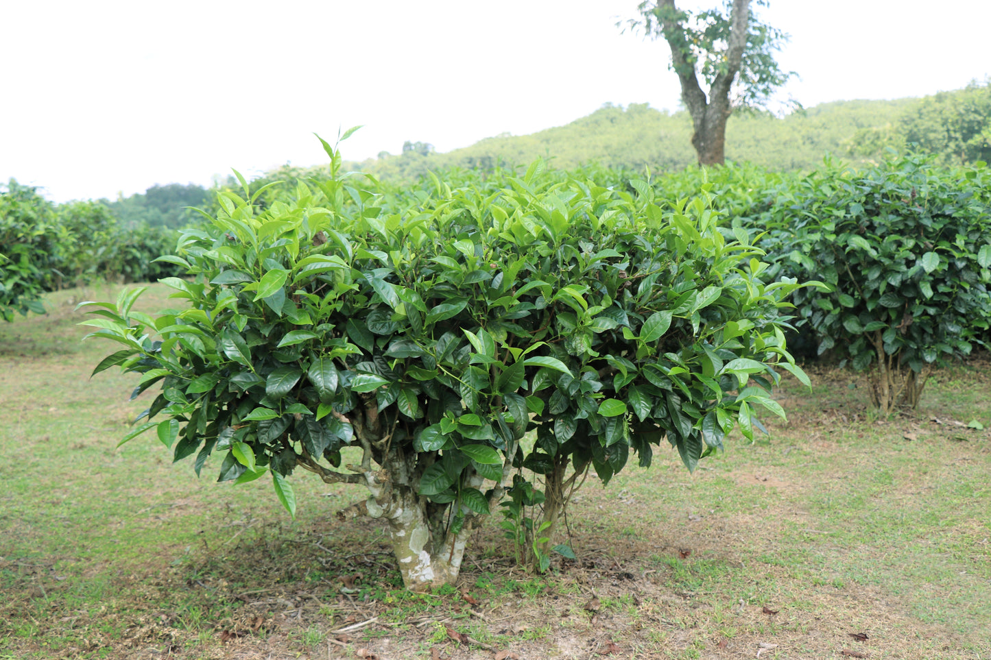 1 Lb Bulk TEA PLANT Black & Green Drinking Tea Camellia Sinensis Tree Shrub Herb Flower - Approx 385 Seeds