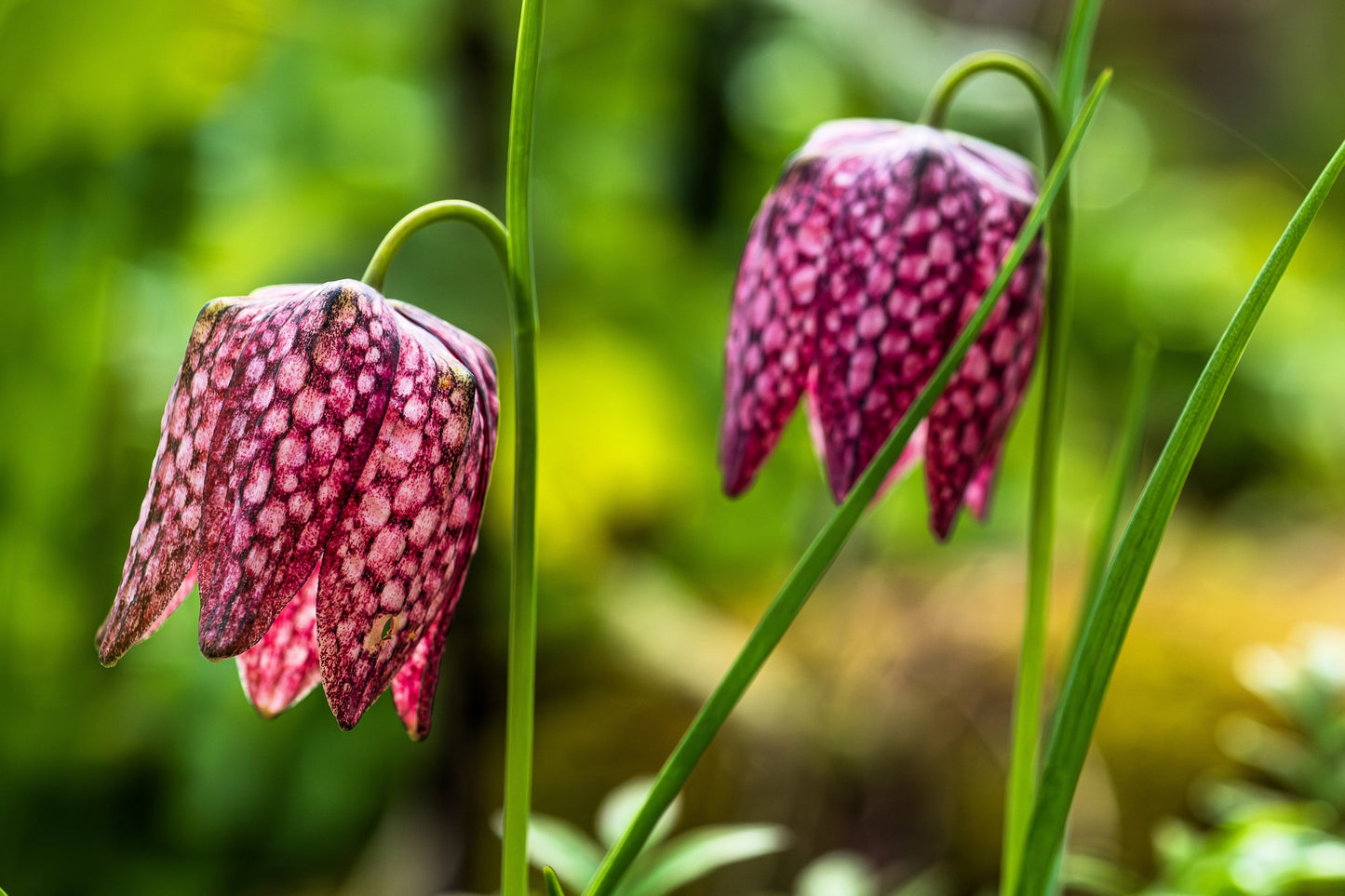 10 CHECKER LILY Fritillaria Affinis Chocolate Mission Bells Flower Seeds