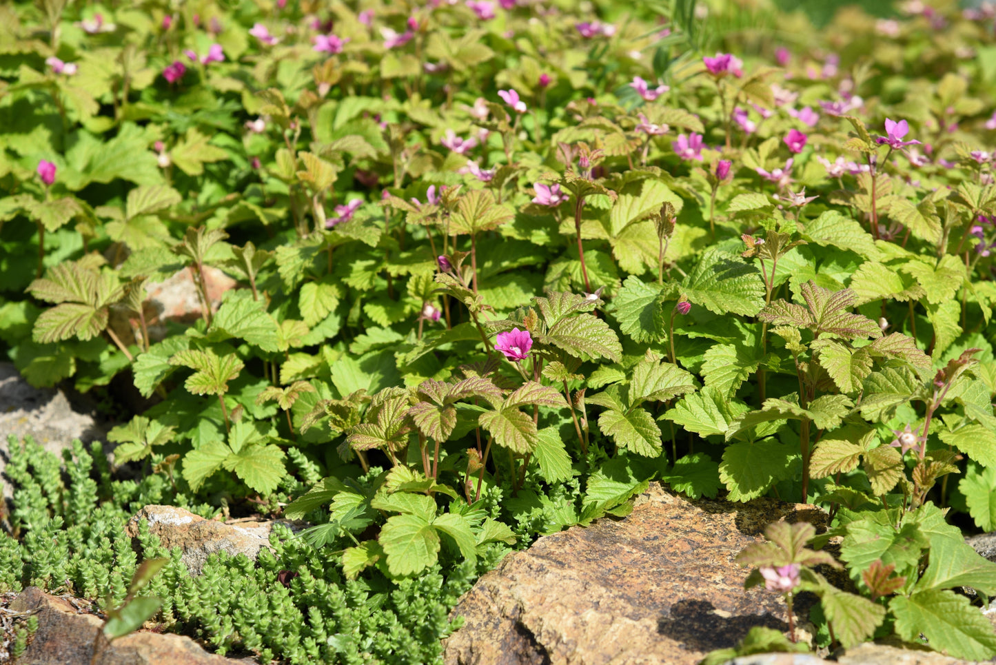10 ARCTIC RASPBERRY Nagoonberry Rubus Arcticus Red Berry Fruit Bramble Seeds