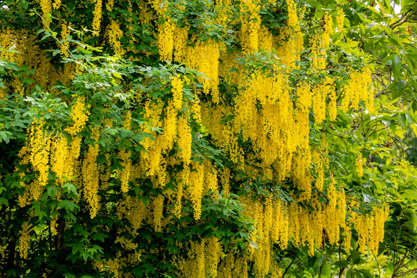 10 GOLDEN CHAIN TREE Goldenchain Laburnum Anagyroides Yellow Flower Seeds