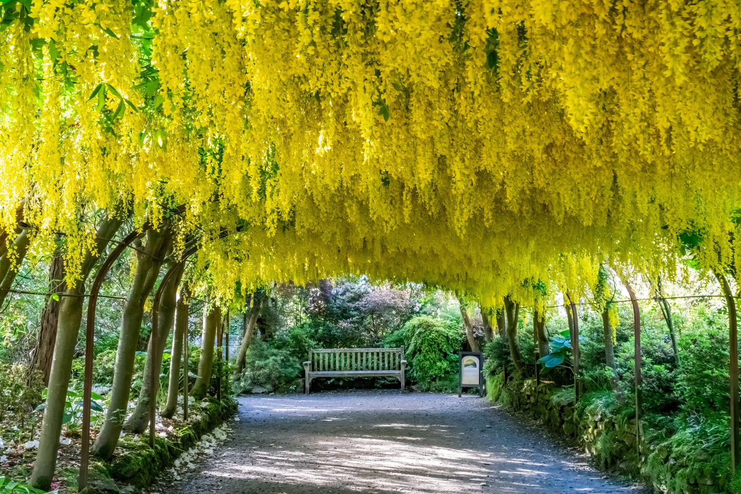 10 GOLDEN CHAIN TREE Goldenchain Laburnum Anagyroides Yellow Flower Seeds