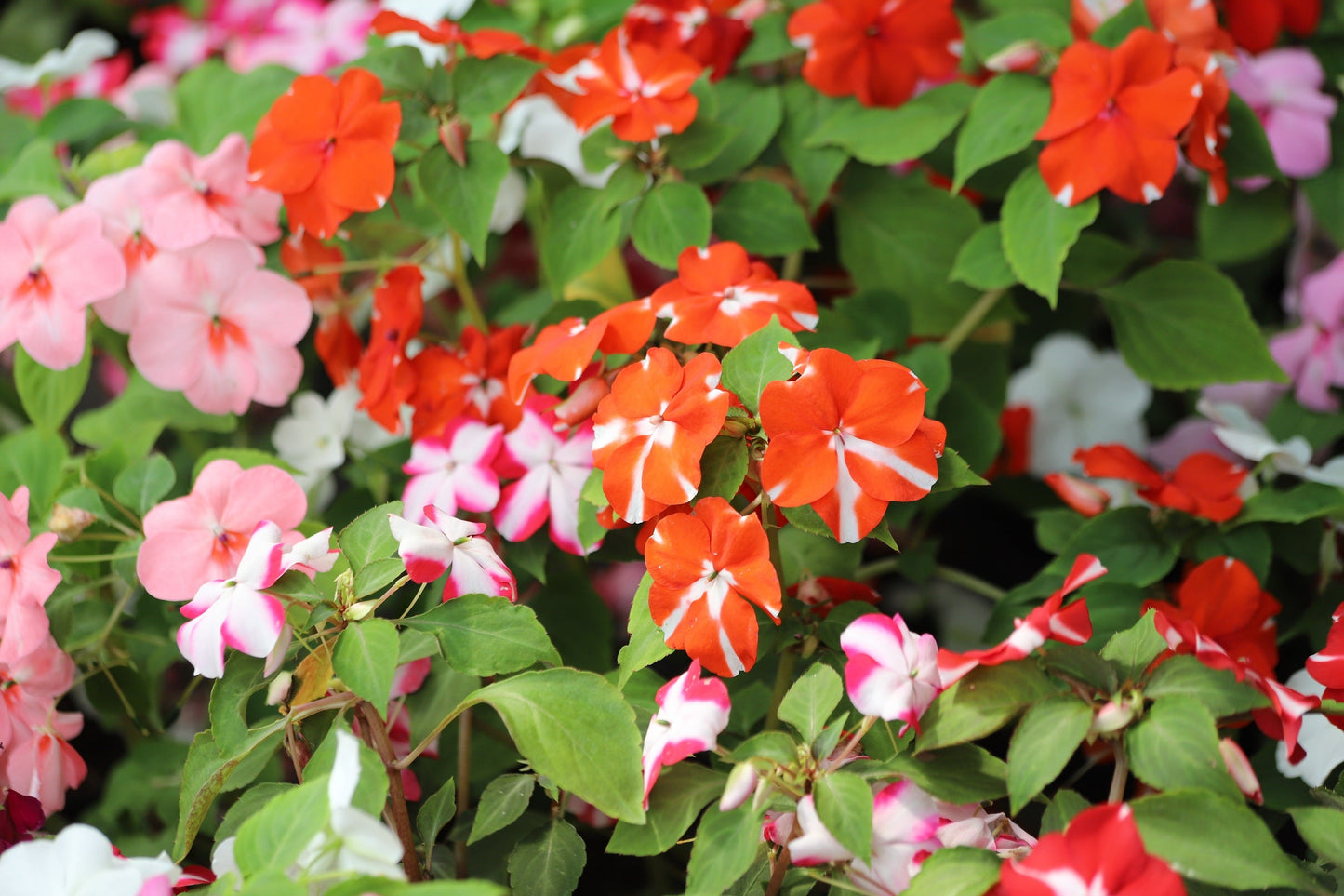 10 DWARF RED STAR IMPATIENS Walleriana Red & White Shade Flower Seeds