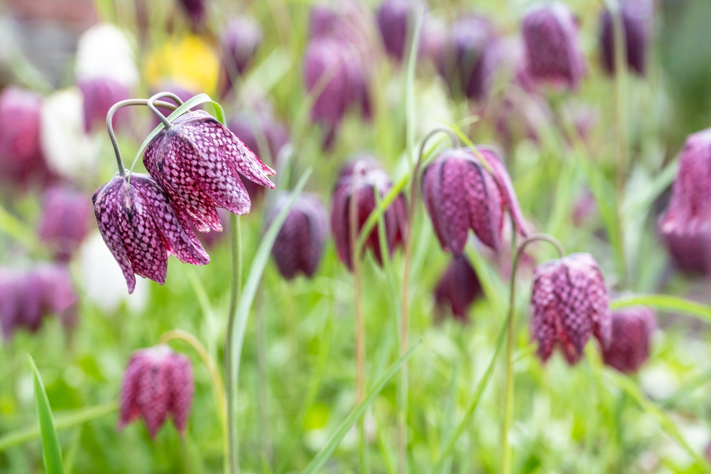 10 CHECKER LILY Fritillaria Affinis Chocolate Mission Bells Flower Seeds