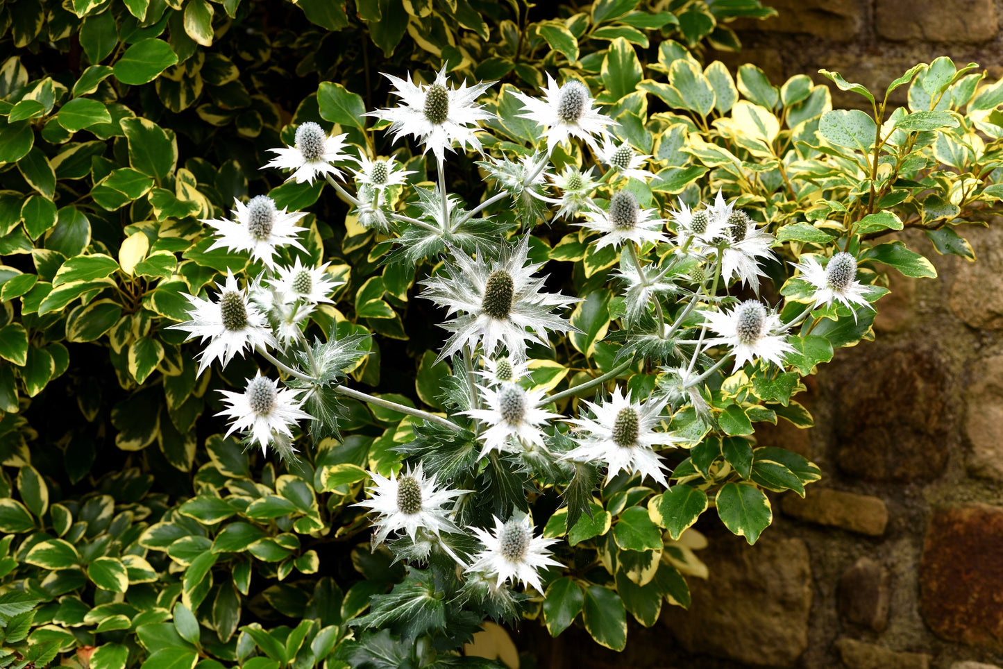 10 Giant SILVER SEA HOLLY Eryngium Giganteum Miss Willmott's Ghost Flower Seeds