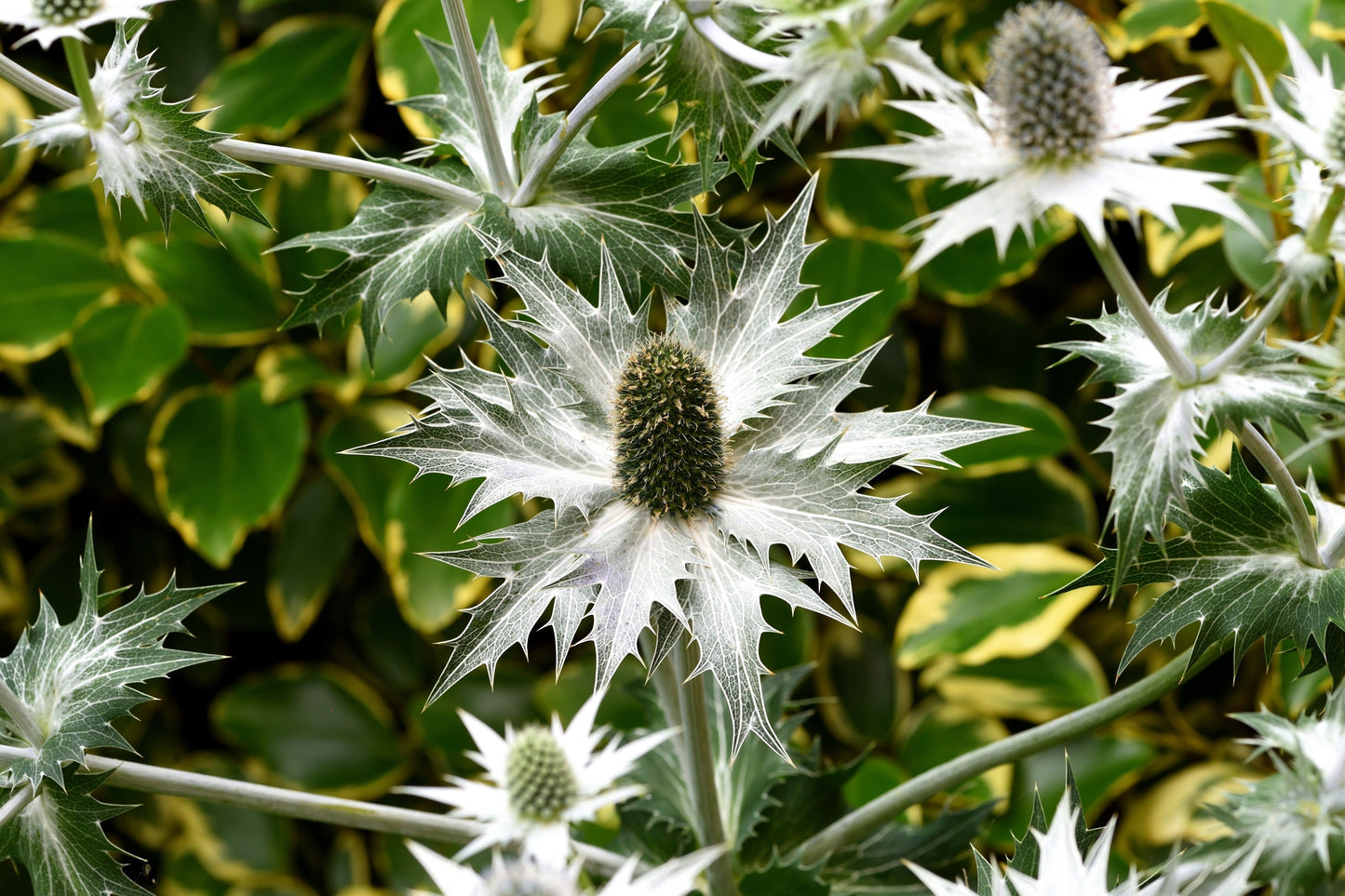 10 Giant SILVER SEA HOLLY Eryngium Giganteum Miss Willmott's Ghost Flower Seeds