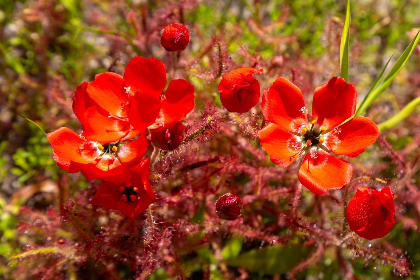10 CARNIVOROUS SUNDEW PLANT Drosera Flower Seeds