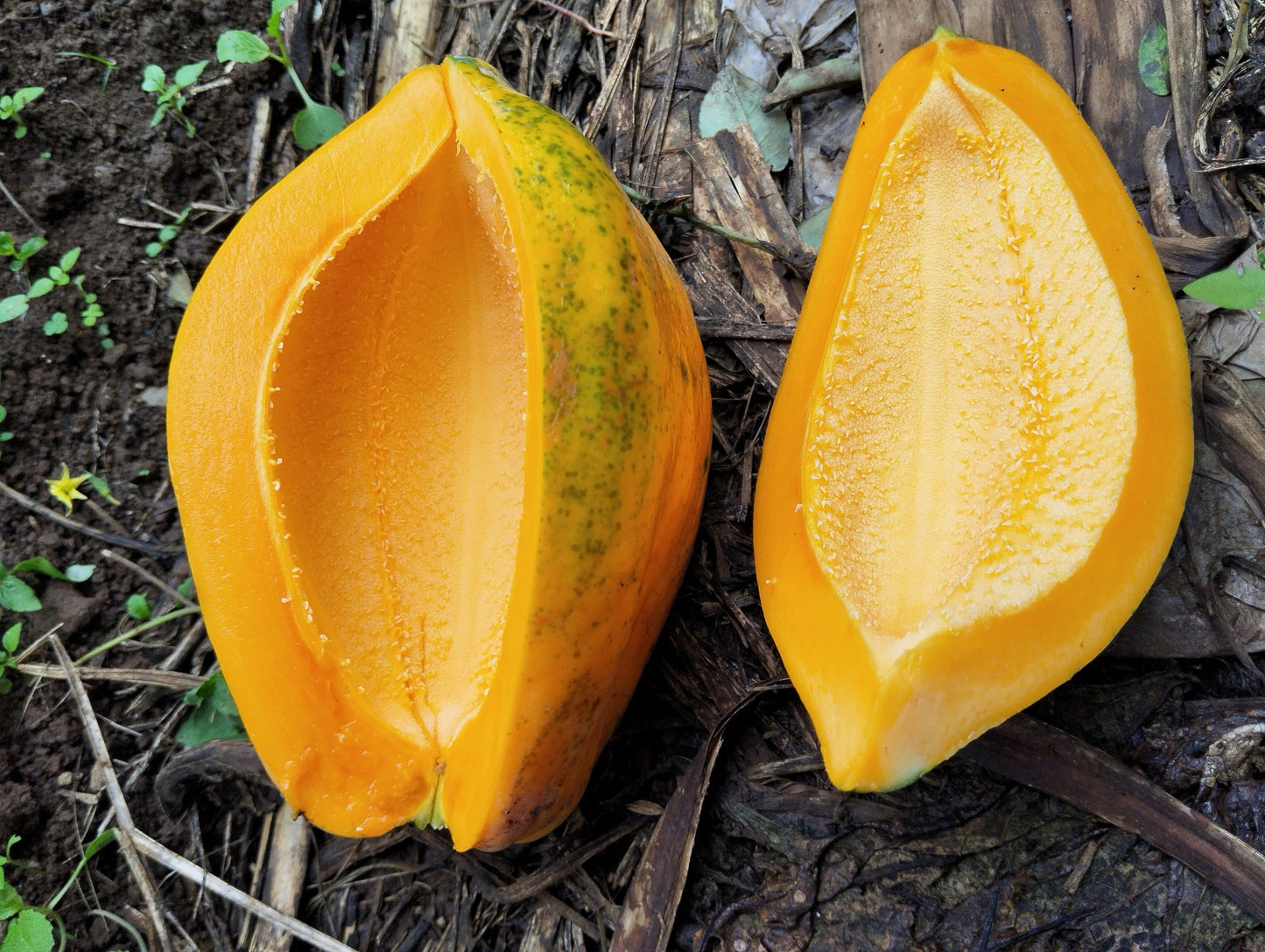 10 DWARF WAIMANALO PAPAYA Solo Hawaiian Carica Fruit Tree Houseplant Seeds