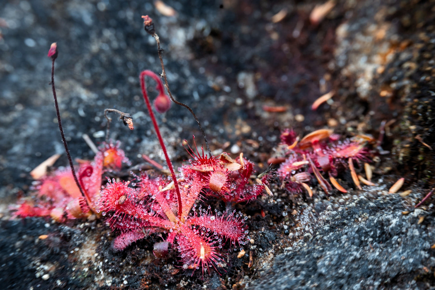 10 CARNIVOROUS SUNDEW PLANT Drosera Flower Seeds