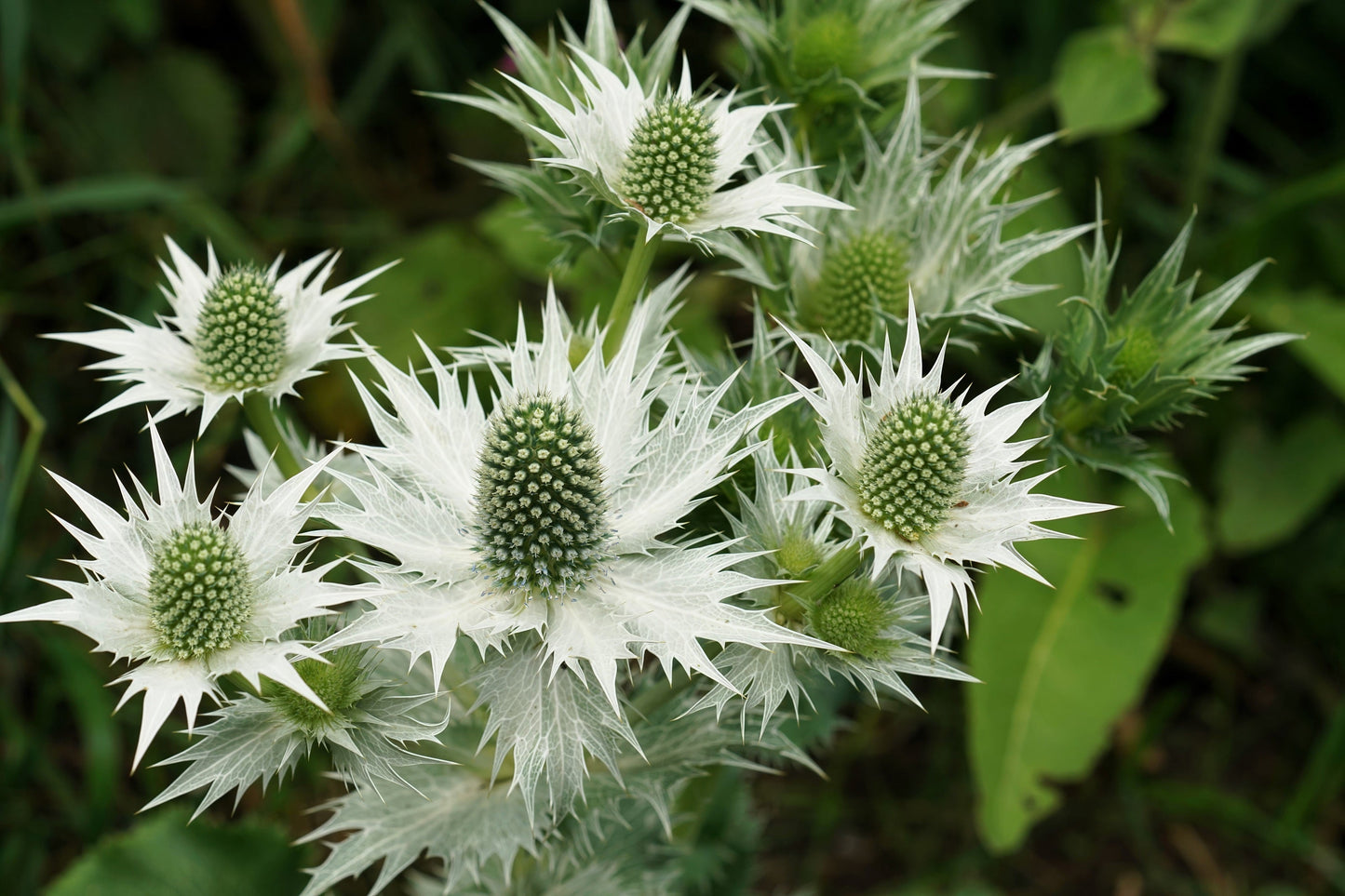 10 Giant SILVER SEA HOLLY Eryngium Giganteum Miss Willmott's Ghost Flower Seeds