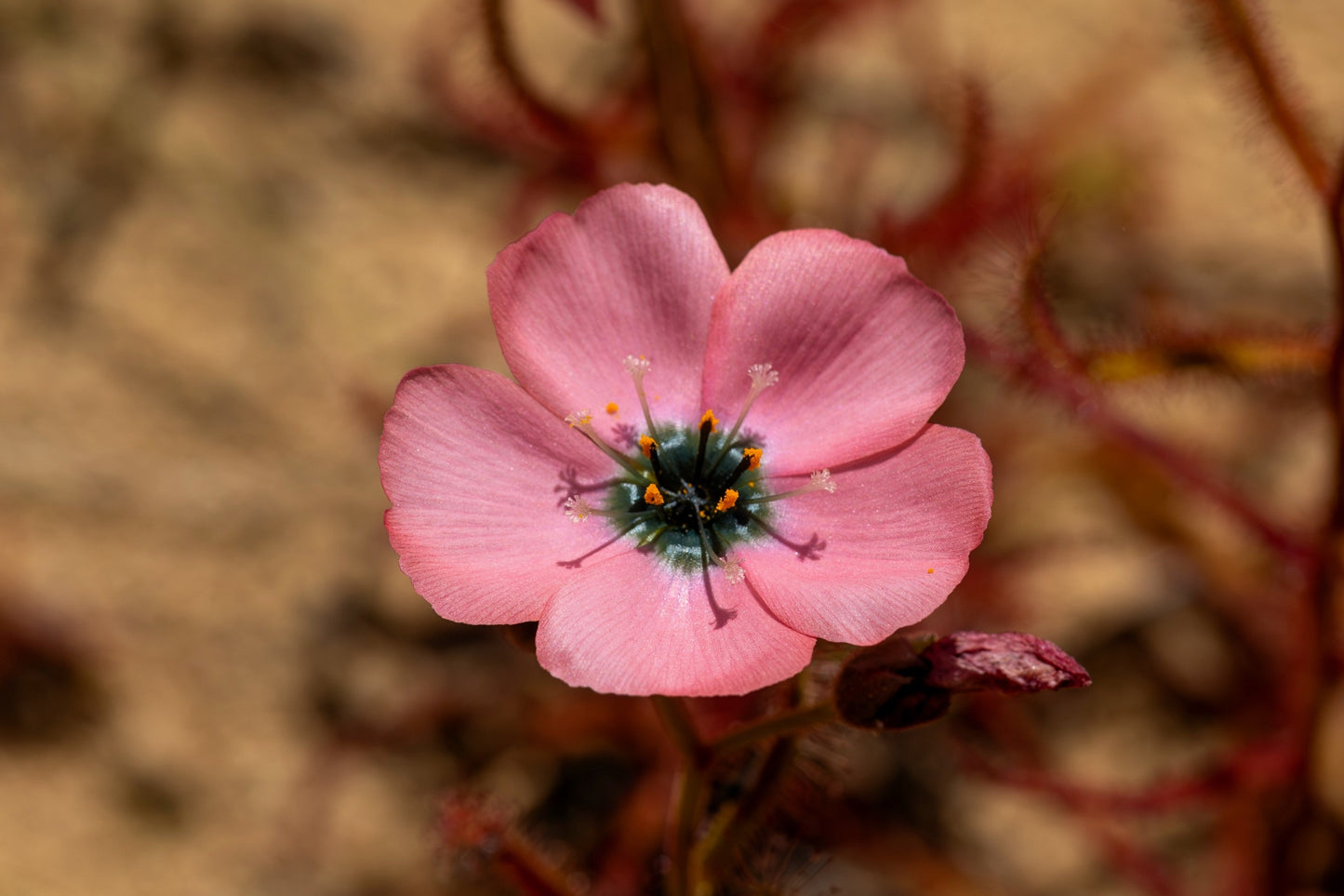 10 CARNIVOROUS SUNDEW PLANT Drosera Flower Seeds