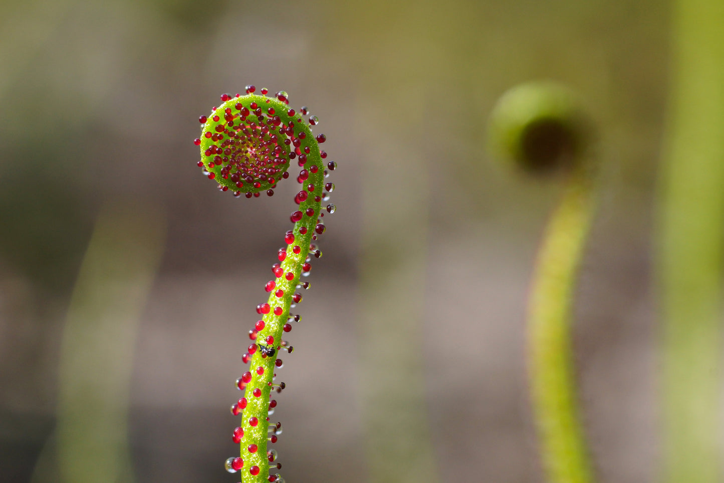 10 CARNIVOROUS SUNDEW PLANT Drosera Flower Seeds