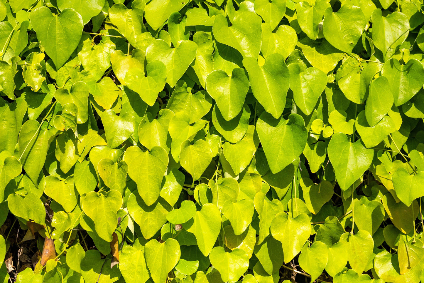 10 CAROLINA MOONSEED Snailseed / Coralbeads Flower Vine Cocculus Carolinus Seeds