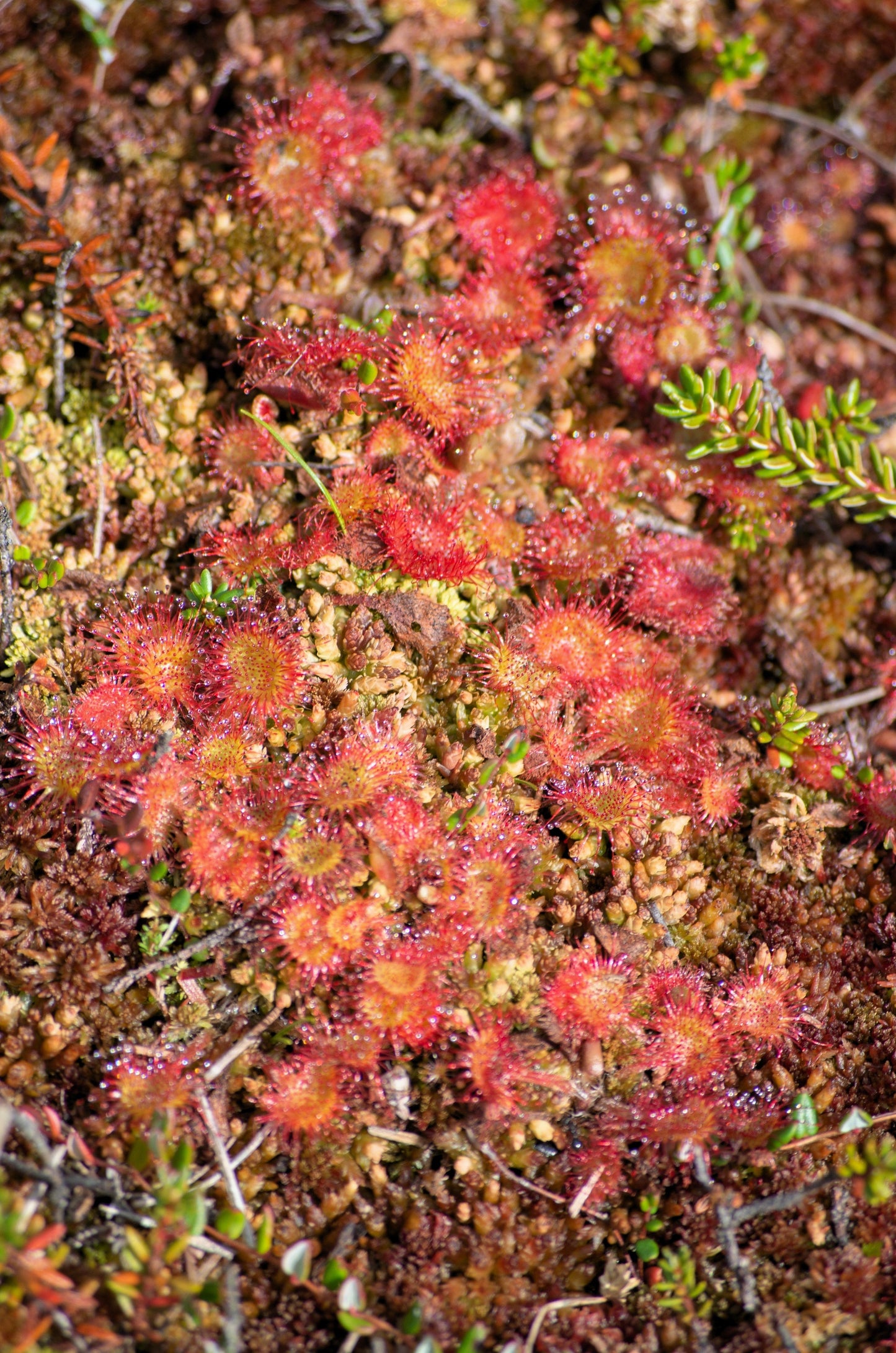 10 CARNIVOROUS SUNDEW PLANT Drosera Flower Seeds