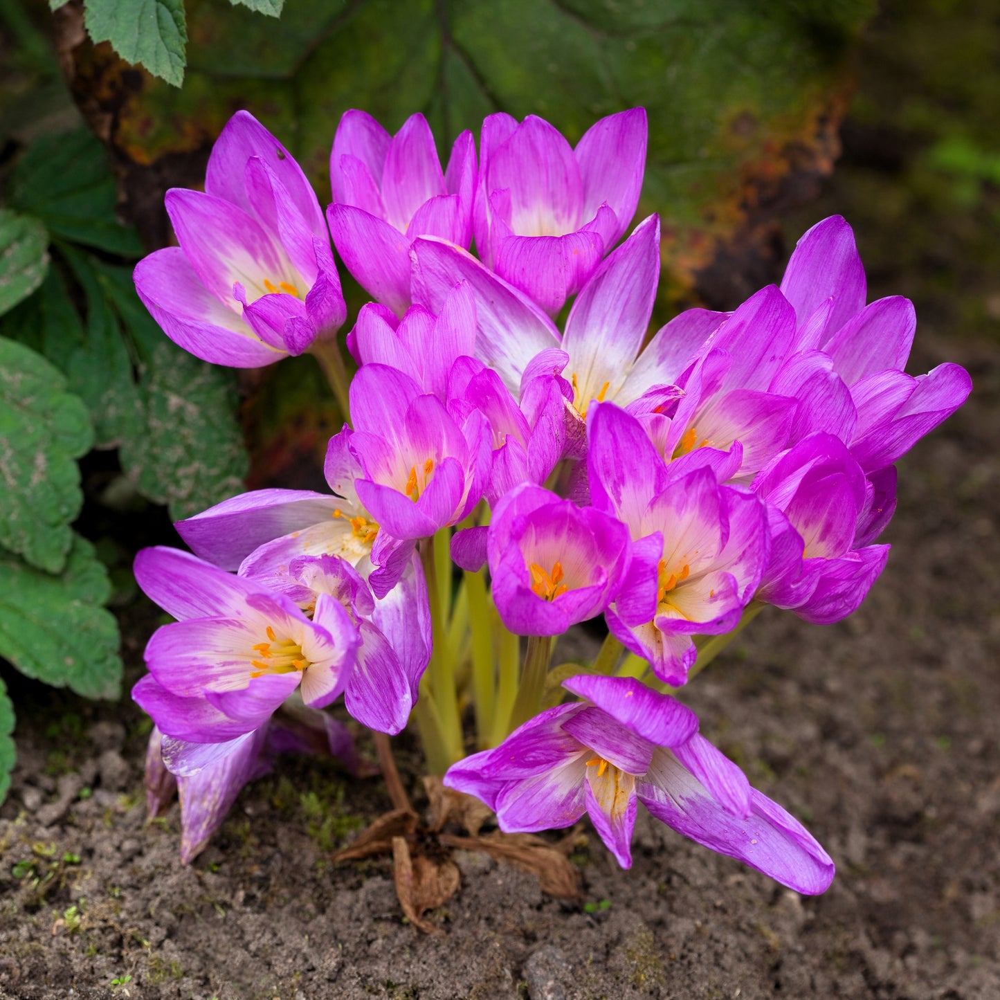 10 AUTUMN CROCUS Colchicum Autumnale Meadow Saffron Flower Seeds