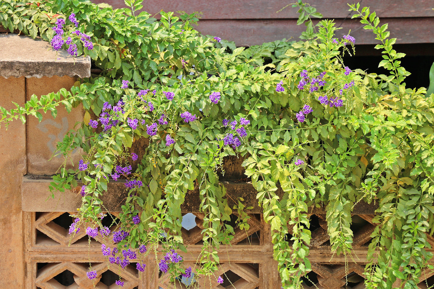 10 GOLDEN DEWDROP Duranta Erecta Repens Golden Foliage Blue Violet Purple White Flower Orange Ornamental Berry Shrub Seeds