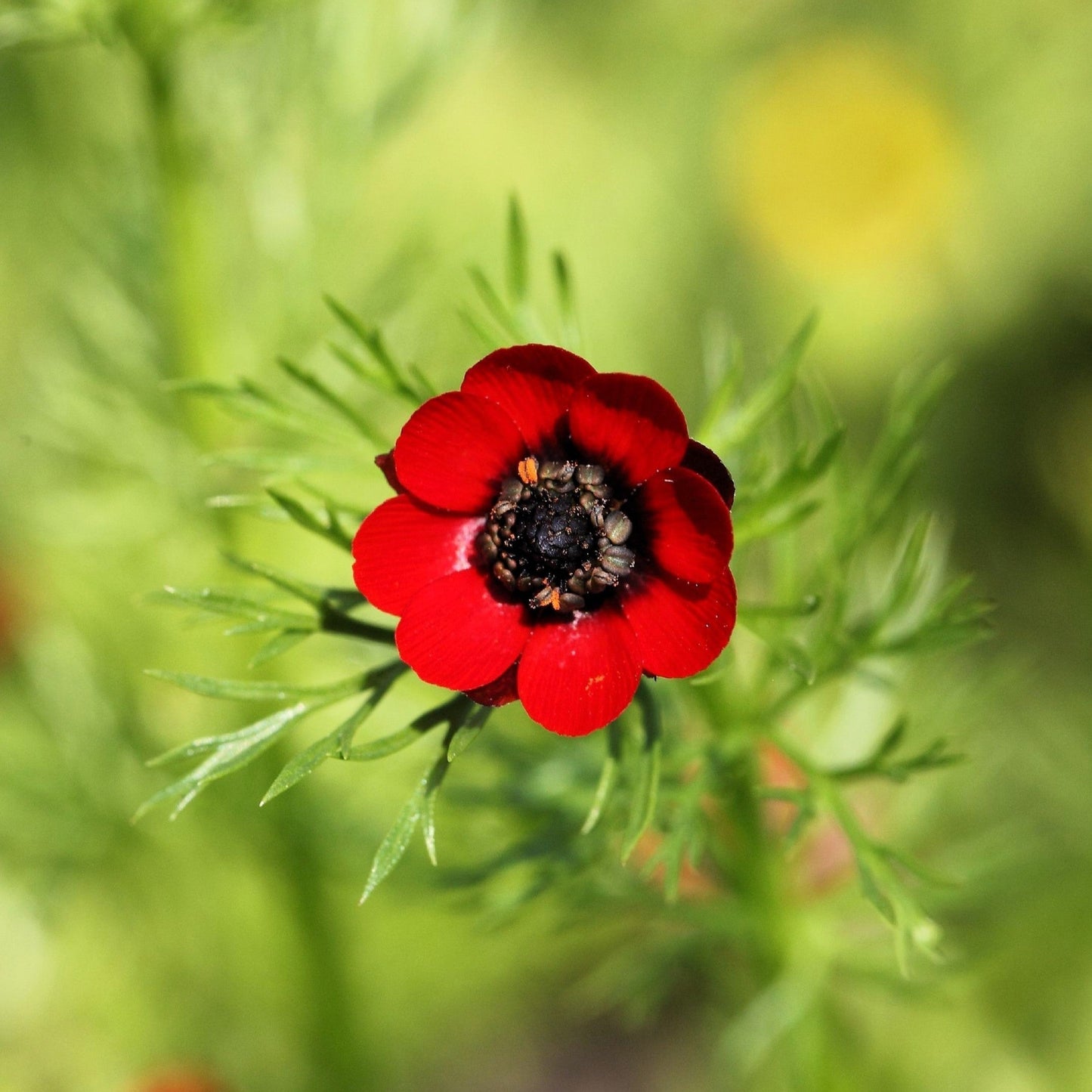 10 ADONIS PHEASANTS EYE Adonis Aestivalis Red & Black Flower Seeds
