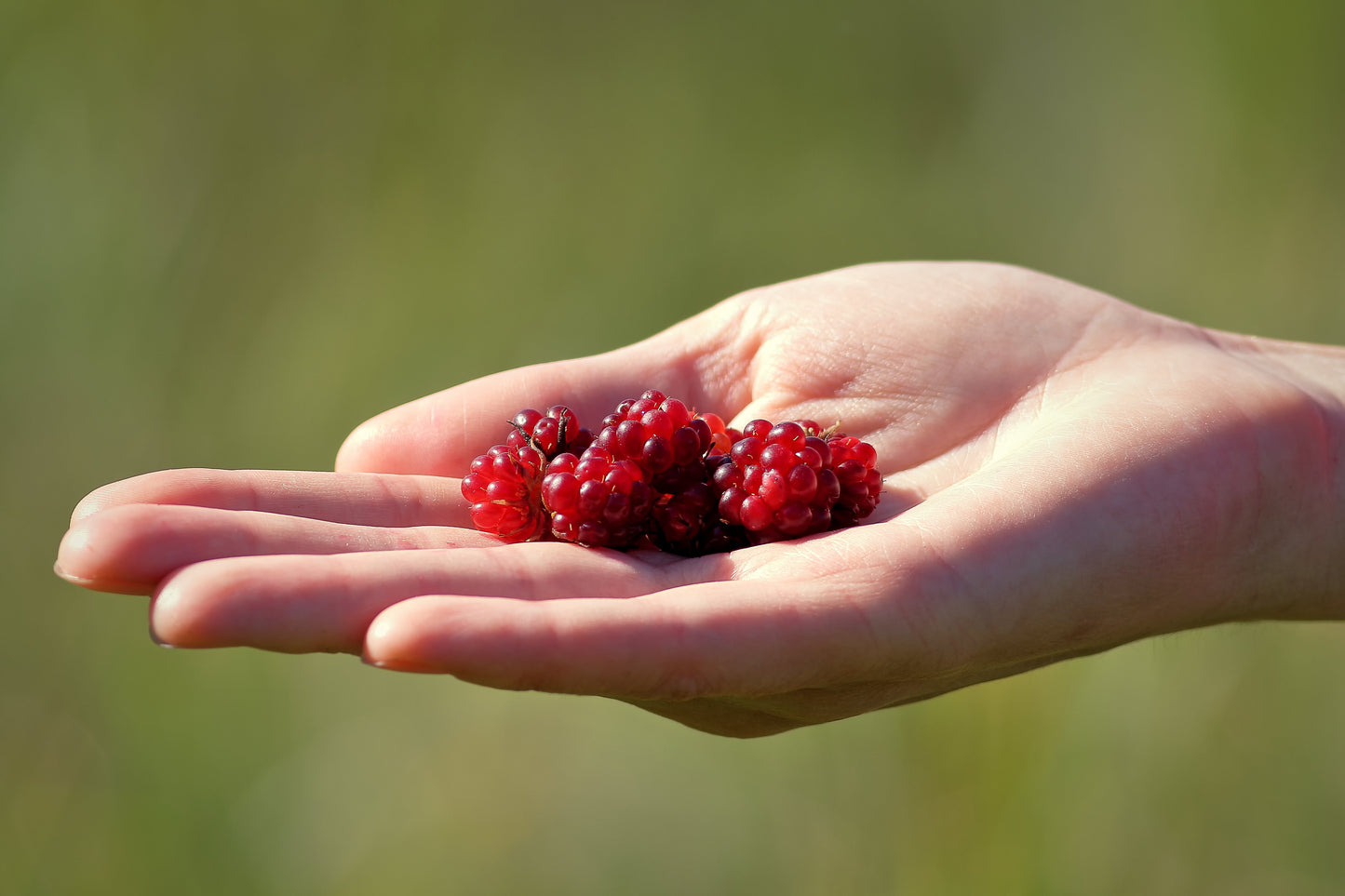 10 ARCTIC RASPBERRY Nagoonberry Rubus Arcticus Red Berry Fruit Bramble Seeds