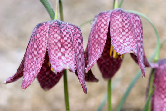 10 CHECKER LILY Fritillaria Affinis Chocolate Mission Bells Flower Seeds