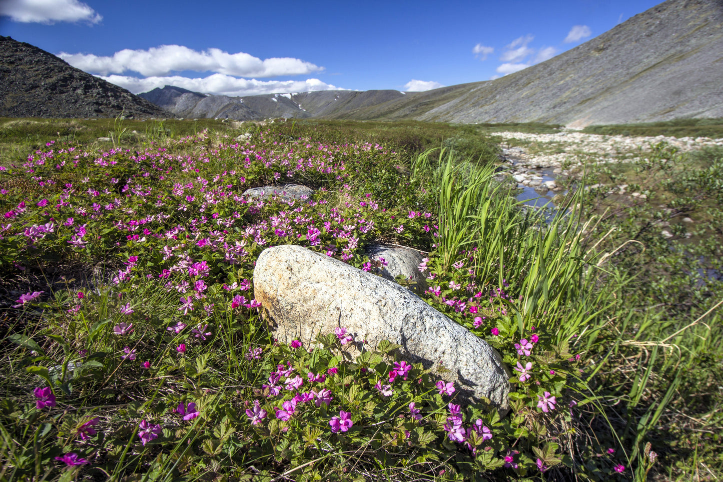 10 ARCTIC RASPBERRY Nagoonberry Rubus Arcticus Red Berry Fruit Bramble Seeds
