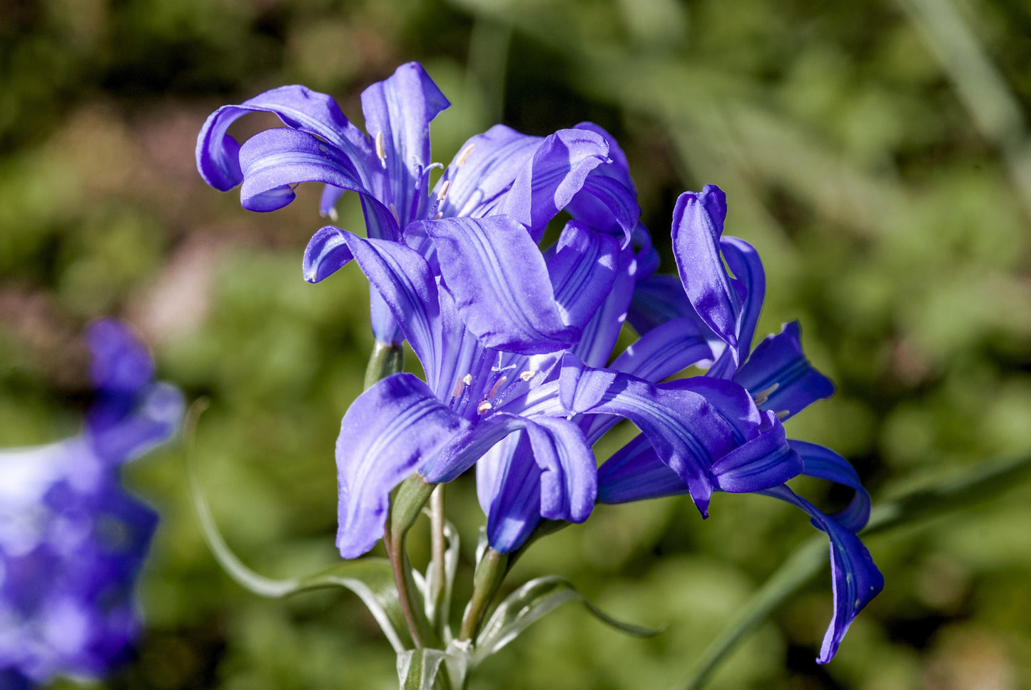 10 BLUE SIBERIAN LILY Mountain Ixia Altai Ixiolirion Tataricum Flower Seeds