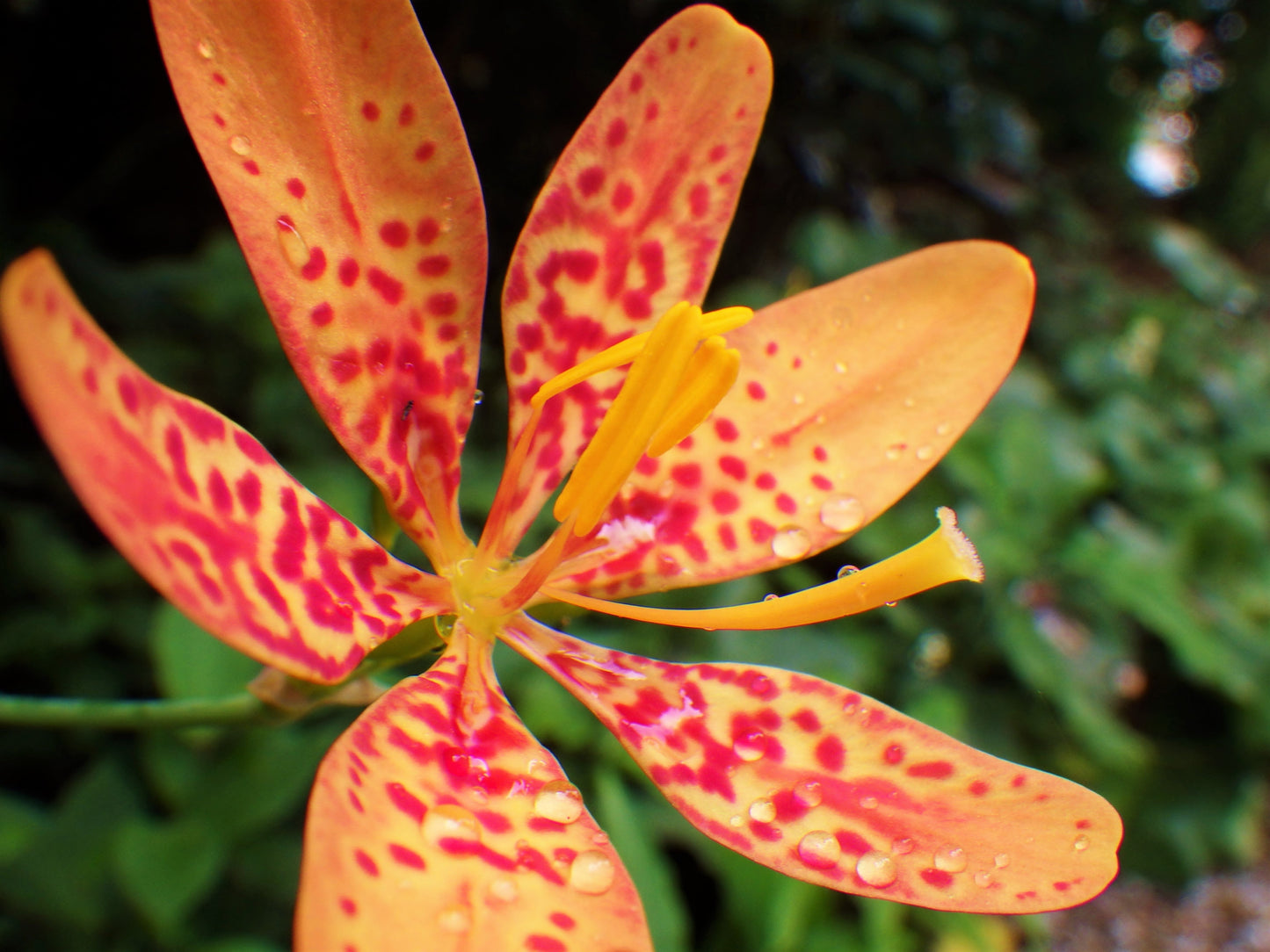 10 FRECKLEFACE BLACKBERRY LILY (Leopard Lily) Belamcanda Chinensis Iris Domestica Flower Seeds