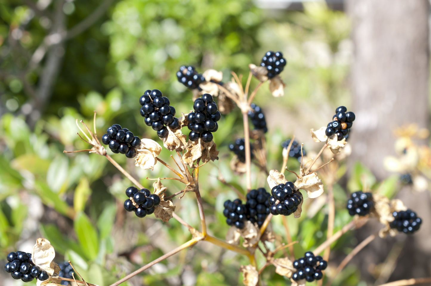 10 FRECKLEFACE BLACKBERRY LILY (Leopard Lily) Belamcanda Chinensis Iris Domestica Flower Seeds