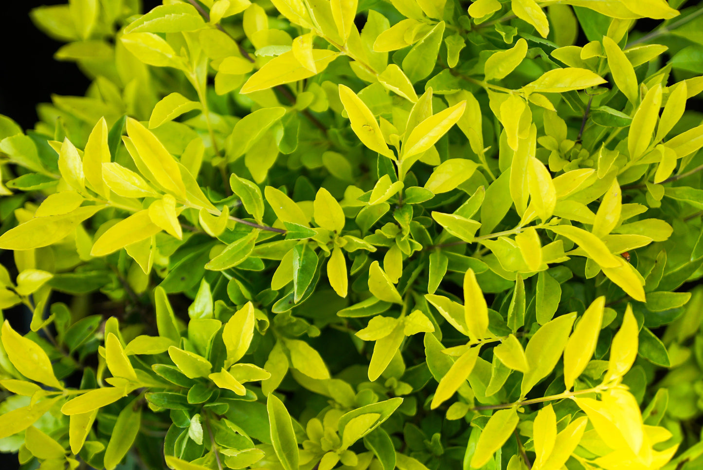 10 GOLDEN DEWDROP Duranta Erecta Repens Golden Foliage Blue Violet Purple White Flower Orange Ornamental Berry Shrub Seeds