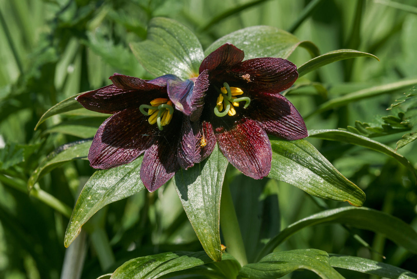 10 CHOCOLATE LILY Black Kamchatka Brown Fritillaria Camschatcensis Flower Seeds