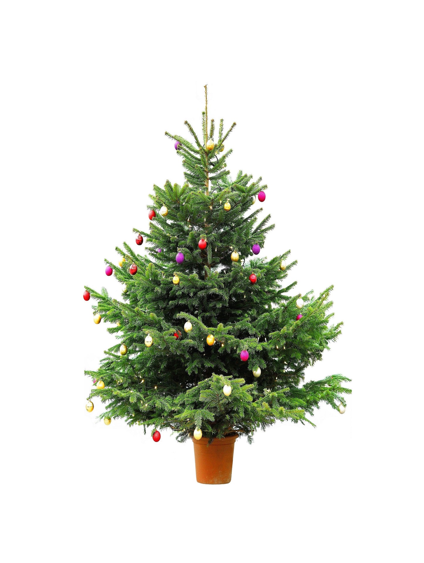 Grow Your Own CHRISTMAS TREE - Fraser Fir ( Abies Fraseri ) Gift Packet of Tree Seeds