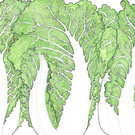 Napa Bilko Cabbage Seeds (Organic)