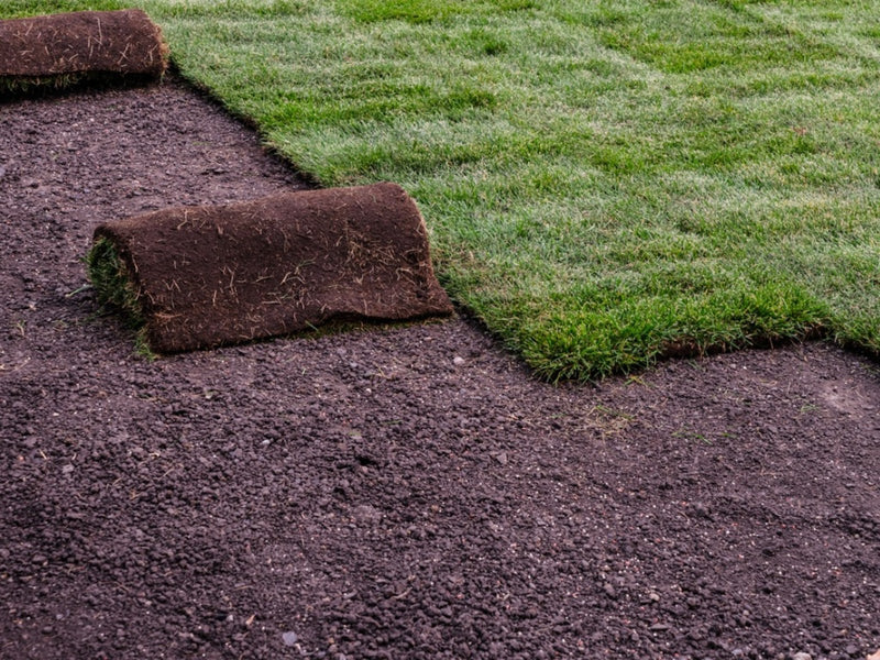 Rolls of sod being laid on prepared topsoil